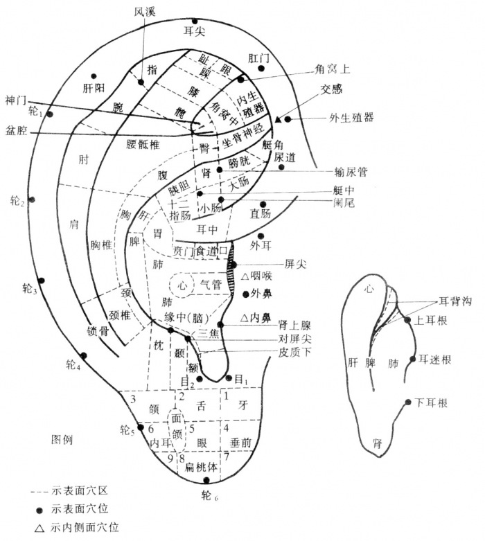 耳朵穴位图.jpg