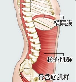 核心肌群.jpg