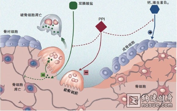 粘液蛋白.jpg