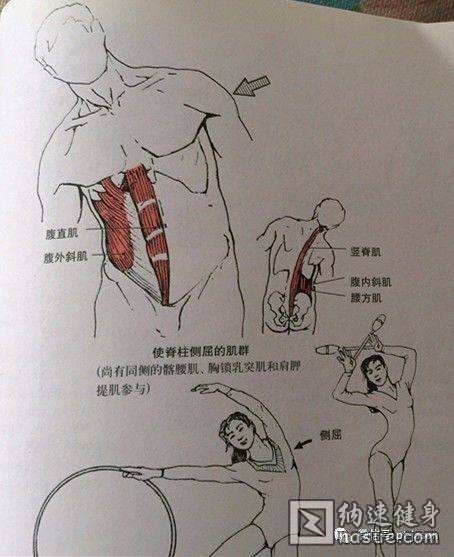 腹部肌肉2.jpg